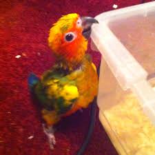 Baby Bird With No Feathers Baby Sun Conure The First Year Of Their Lives They Are Alot Greener Around A Year Old They Will Molt And Their Yellow Feathers Conure Sun Conure Cute Birds