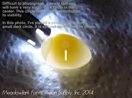 Determining Fertility In Finch Eggs Kristen Reeves