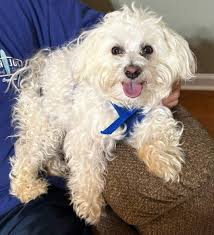 Meet Sloan 💙🐾🦴 He is a 5 year old Maltese looking for his forever home!  Sloan has the sweetest personality. He is loving, laid back, and friendly  to all. He loves all