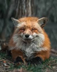 April 24 2018 At 06 57pm Pet Fox Funny Animals Funny Animal Faces