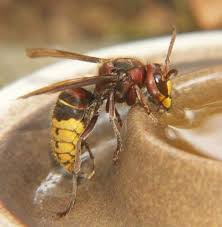 Tatsächlich werden vor allem wespen und bienen oft verwechselt, obwohl sie nicht allzu viel ähnlichkeit besitzen und bienen zudem viel kleiner sind. Wie Funktioniert Der Trinkmechanismus Bei Hornissen Tiere Garten Natur