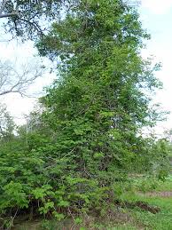 Image result for Acacia schweinfurthii