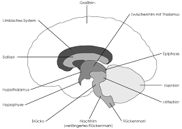 Das Gehirn Grundlagen Studyhelp Online Lernen
