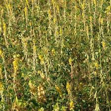 Image result for Crotalaria barkae