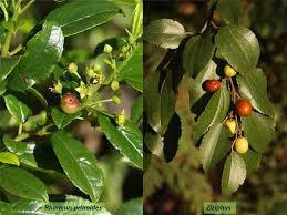 Image result for Rhamnaceae