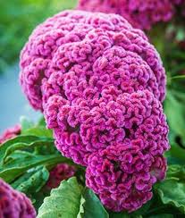 How To Grow Crazy Colorful Celosia Flowers Gardener S Path