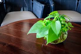 Maybe you would like to learn more about one of these? 12 Indoor Plants Easily Found In Malaysia For A Healthier Home Propertyguru Malaysia