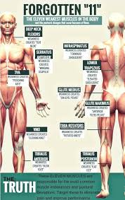 Pin By Power With Grace On Mobility And Stability Muscle Body Glute Medius Text Neck