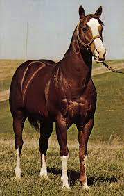 American Quarter Horse Foundation