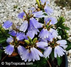 Image result for Sclerochiton hirsutus