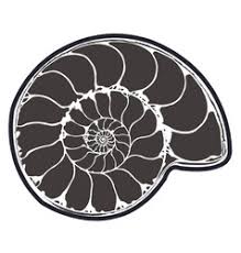 Ammonites are an group of marine animals of the subclass ammonoidea in the class cephalopoda. Ammonite Vector Images Over 210