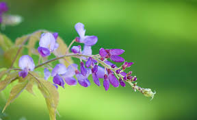 When it comes to gardening, the purple flower represents admiration, success, dignity, and pride. Closeup Photography Purple Cluster Flowers Wisteria Closeup Photography Hd Wallpaper Wallpaperbetter
