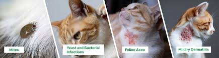 Image result for Feline Miliary Dermatitis