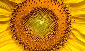 Since the sunflower follows the sun, the sunflower denotes worship and enthusiasm. 30 Types Of Yellow Flowers With Pictures Flower Glossary