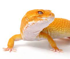 Leopard Gecko Leopard Gecko Leopard Gecko Morphs Gecko