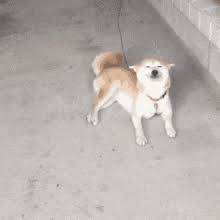 Wag Tail Gifs Tenor Corgis are born either with a full tail or a stump. wag tail gifs tenor
