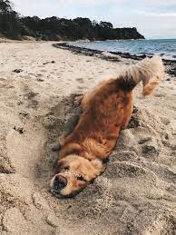That S One Happy Dog Goldenretriever Beach Ocean Sand Puppies Cute Animals Cute Baby Animals
