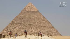 And he says he's lucky to be alive after his car flipped 3 times in a scary accident. Giza Pyramids To Ban Animal Rides After Peta Campaign Traveldailynews International