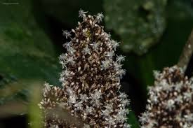 Image result for Palisota ambigua