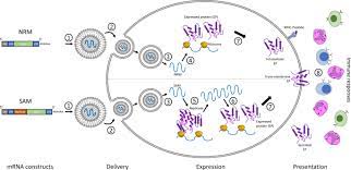 Working to deliver on the promise of mrna science to create a new class of transformative medicines for patients. The Promise Of Mrna Vaccines A Biotech And Industrial Perspective Npj Vaccines