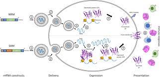 A second one is hot on its heels. The Promise Of Mrna Vaccines A Biotech And Industrial Perspective Npj Vaccines