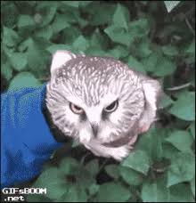 This is no problem though because owls can turn their head 270° around. White Owl Gifs Tenor