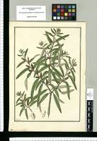 Image result for Myrica salicifolia