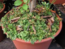 We did not find results for: Marchantia Polymorpha Brunnenlebermoos Marchantiaceae Pdf Free Download