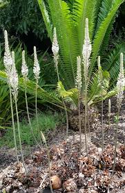 Image result for Drimia elata