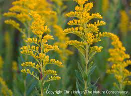 Goldenrod Pretty Flower Or Evil Invader The Prairie Ecologist Goldenrod Goldenrod Flower Pretty Flowers