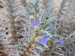 Image result for Blepharis bainesii