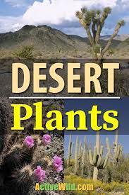 Desert Plants List Pictures Facts Amazing Plants That Live In Deserts Desert Biome Desert Plants Plants
