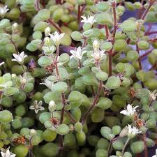 Image result for Crassula expansa