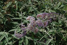 Check spelling or type a new query. Flutterby Grande Peach Cobbler Butterfly Bush Buddleia Davidii Podaras 5 In Richmond Fairfax Loudoun Prince William Fredericks Virginia Va At Meadows Farms Nurseries