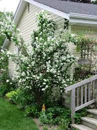 Mock Orange Bush Mock Orange Mock Orange Bush Landscaping With Rocks