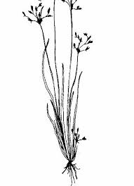 Image result for Fimbristylis