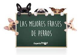 Los arboles son ecosistemas que tienen numerosas especies como insectos, arácnidos, aves, reptiles, mamíferos, hongos, plantas parasitas, y líquenes. Frases De Perros Mas De 60 Ideas Para Inspirarte
