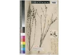 Image result for Striga junodii