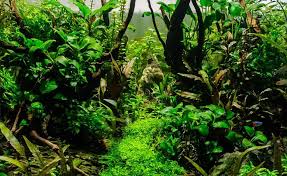 Image result for Syngonanthus wahlbergii