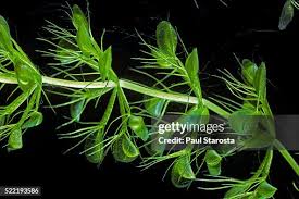 Image result for Aldrovanda vesiculosa