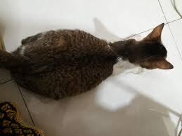 Surgery affecting the intestine or stomach 8. Why My Male Cat Has Huge Belly Petcoach