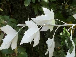 Image result for Salicaceae