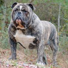 Plans cover new injuries or illness—so, if fido eats a sock or has a bout of diarrhea, simply visit the veterinarian and submit your paid vet bill for reimbursement. Olde Bulldogge Bulldog Breeds Bully Breeds Dogs Dog Breeds