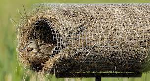 Hen Houses - Delta Waterfowl