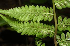 Image result for Thelypteridaceae