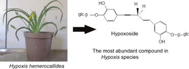 Image result for Hypoxidaceae