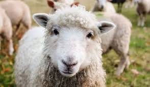 May 15, 2021 · using the shears download article 1. Why Do Sheep Need To Be Sheared Farmhouse Guide