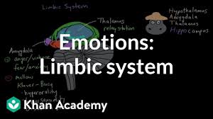 Limbic System Structure And Function Emotion Video