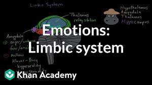 limbic system structure and function emotion video