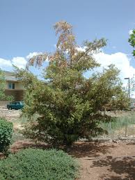 See full list on extension.uga.edu Backyard Gardener Disease Confirmed On Leyland Cypress August 10 2011